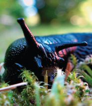 Black Slug